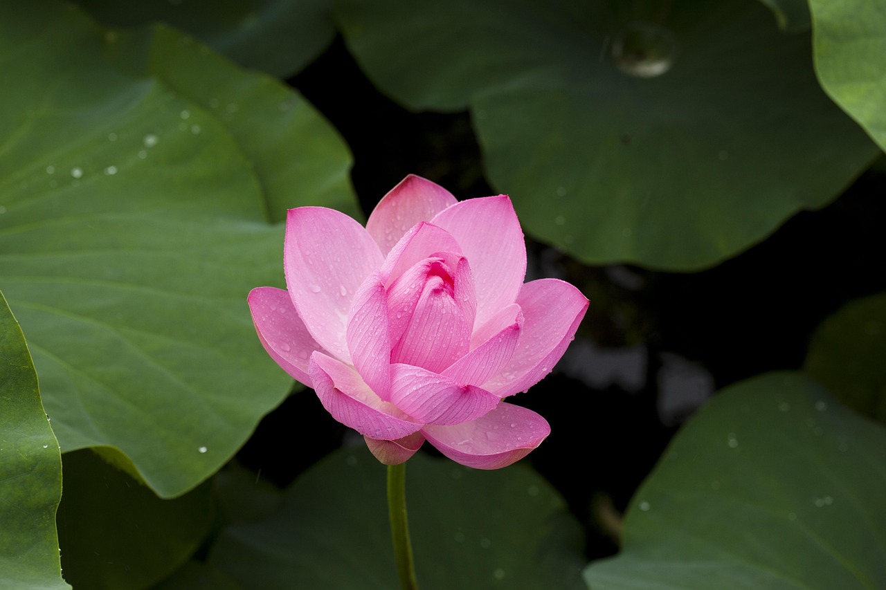 Safe Lotus365 Review Review 2027: Bonus, App, Withdrawal Tested